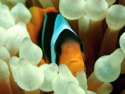 clown fish of the red sea by Guja Tione 